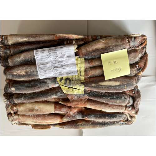 Argentinus Squid SS Frozen Illex Argentinus Whole Round Squid 100-200g Supplier